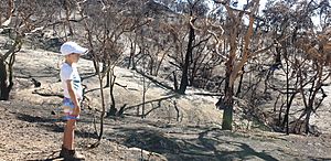 Burnt property after a bushfire