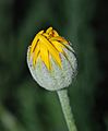 Chrysanthemum February 2008-2