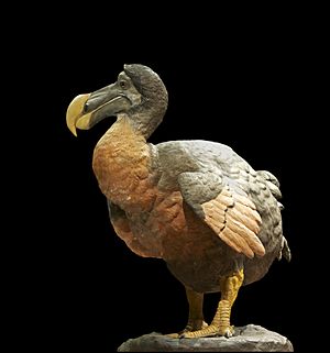 Dronte dodo Raphus cucullatus