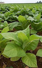 Nicotiana Tobacco Plants 1909px