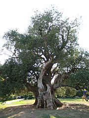 Old olive tree in Maslina Kaštela, Croatia