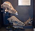 Pacycephalasaurus ontogeny skulls - Museum of the Rockies - 2013-07-08