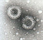 Rotaviruses.jpg