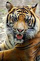 Sumatran Tiger - Cameron Park Zoo