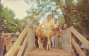 1971 pony auction obverse
