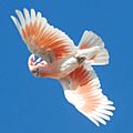 Cacatua leadbeateri -flying -Australia Zoo-8-2cr