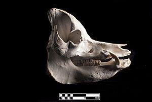 Domestic pig skull (Sus domesticus)