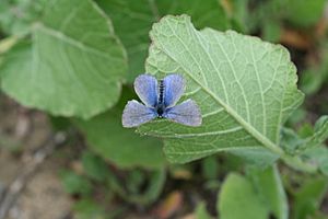 Endangered Palos Verdes blue butterfly (5170035465)