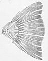 FMIB 52170 Homocercal tail of a Flounder, Paralichthys californicus