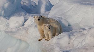 Female polar bear (Ursus maritimus) with cub, Svalbard
