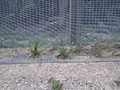 Karori Wildlife Sanctuary Fence 03