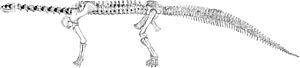 OsbornMook1921-plate-LXXXII-ryder-camarasaurus