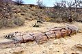 Petrified tree trunk and Welwitschia (Namibia)