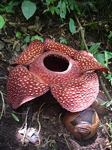 Rafflesia sumatra