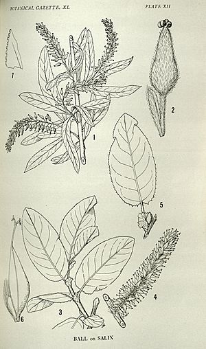 Salix goodingii & tweedyi illustrations