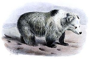 Tibetan Blue Bear - Ursus arctos pruinosus - Joseph Smit crop
