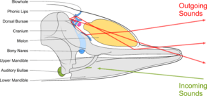 Diagram illustrating sound generation, propagation and reception in a toothed whale. Outgoing sounds are in red and incoming ones are in green