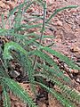 Achillea millefolium leaves - Tumalo State Park