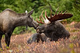 Alaskan moose pair (6862339335)