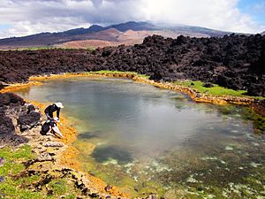 Anchialine pond, South Maui