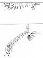 Anopheles Culex larvae feeding position-USDA