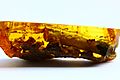 Baltic-amber-fossils-inclusions