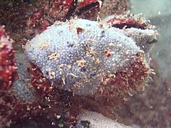 Black sea fauna blue sponge