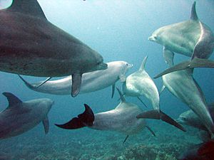 Dolphins gesture language