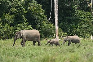 Forest elephant family (6987538203)