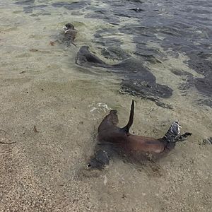 Galapagos Sea Lion Thermoregulation