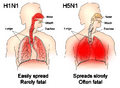 H1N1 versus H5N1 pathology