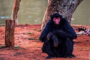 Macaco-Aranha (Red-Faced Spider Monkey)
