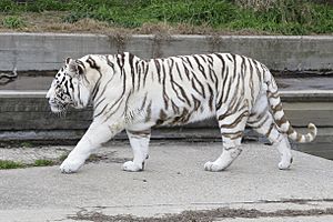 MadridZoo-Panthera tigris tigris