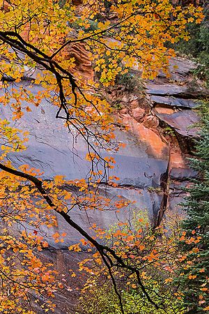 Oak Creek Canyon In Sedona With Fall Colors