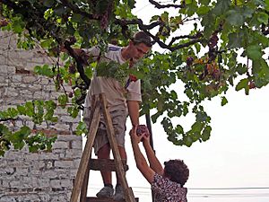 Picking grapes in Berat