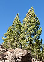 Pinus canariensis - Gran Canaria
