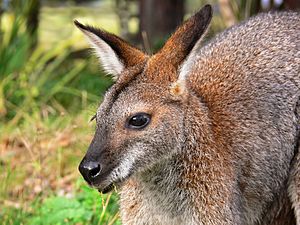 Red-necked wallaby442.jpg