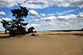 Sand Area Hoge Veluwe