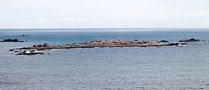 Seal Island 2013 5747
