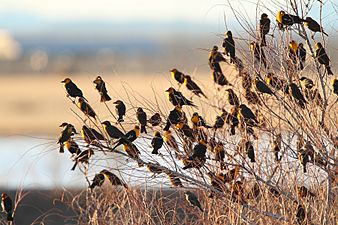 Yellow-headed Blackbird flock