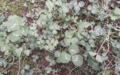 2017-07-12 1655 clover