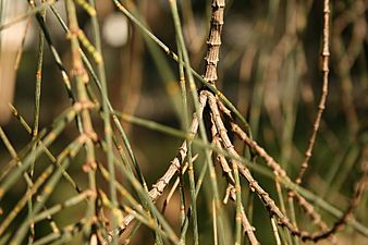 Allocasuarina verticillata - woody branchlets