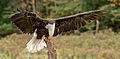 Bald Eagle, training for falconry