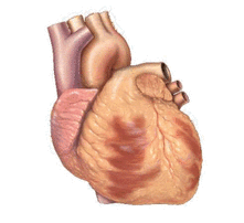 Basic representation of cardiac conduction