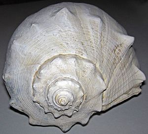 Busycon carica fossil knobbed whelk snail shell (Pleistocene; Lee Creek Mine, Aurora, North Carolina, USA) 5 (31826152322)