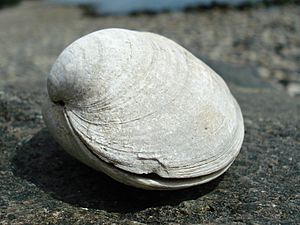 Butter clam close up.jpg