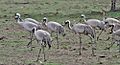 Common Cranes (Grus grus)- Adults & Immatures at Bharatpur I IMG 5659