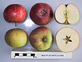 Cross section of Beauty of Bath (LA 63A), National Fruit Collection (acc. 1966-146)