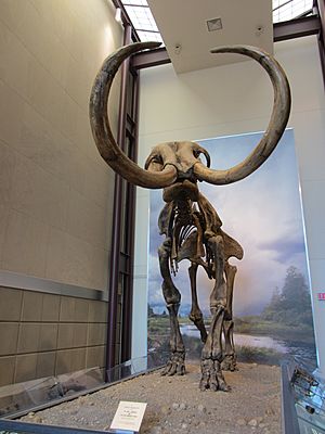 Hebior Mammoth (23548635523)