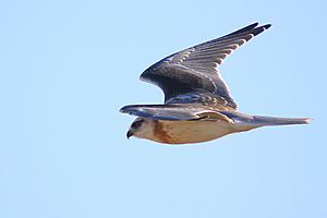 Immature Black-shouldered Kite